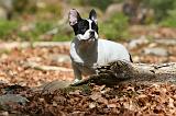 BOULEDOGUE FRANCAIS 1116